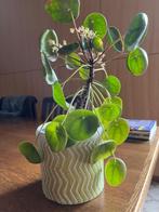Pannenkoekenplant of Pilea + cache-pot, Huis en Inrichting, Kamerplanten, Ophalen of Verzenden, Halfschaduw, In pot, Bloeiende kamerplant