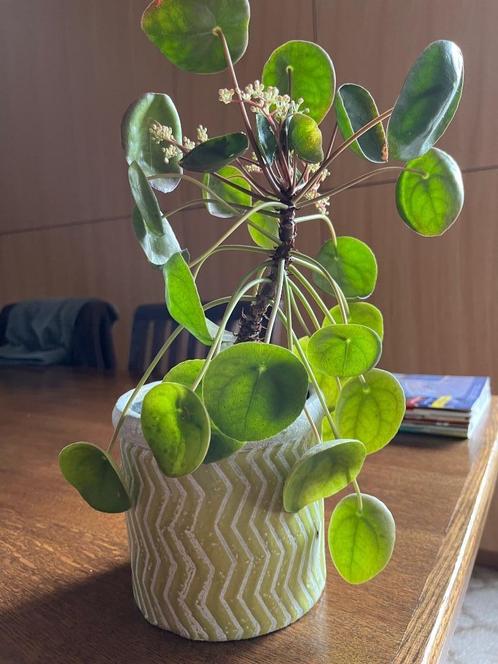 Pannenkoekenplant of Pilea + cache-pot, Huis en Inrichting, Kamerplanten, Bloeiende kamerplant, Halfschaduw, In pot, Ophalen of Verzenden