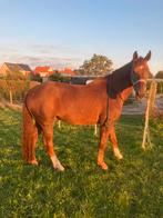 Dressuurpaard te koop, Dieren en Toebehoren, Paarden, ZZ, 175 cm of meer, Met stamboom, Ruin