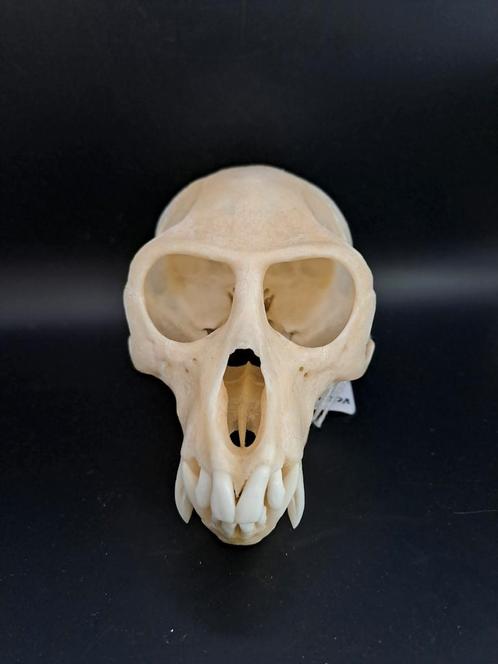 Crâne, vertébré, Collections, Collections Animaux, Neuf, Crâne, Autres, Enlèvement ou Envoi