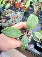 Hoya rangsan, Ophalen of Verzenden