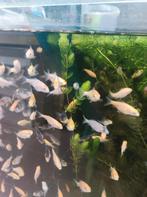 Zeer mooie koi visjes onverwachte kweek, Dieren en Toebehoren, Vissen | Aquariumvissen