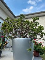 Prachtige Crassula Ovata., Tuin en Terras, Bloeit niet, Overige soorten, Minder dan 100 cm, Ophalen