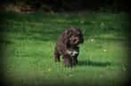 pups Cockapoo choco, Dieren en Toebehoren, Poedel, België, Reu, CDV (hondenziekte)