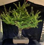 Bonsai larix, Tuin en Terras, Ophalen, Overige soorten, 100 tot 250 cm