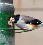 GEZOCHT koppel chinese Appelvink, Geringd
