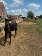 Mooie Friese veulens te koop, Dieren en Toebehoren, Meerdere dieren