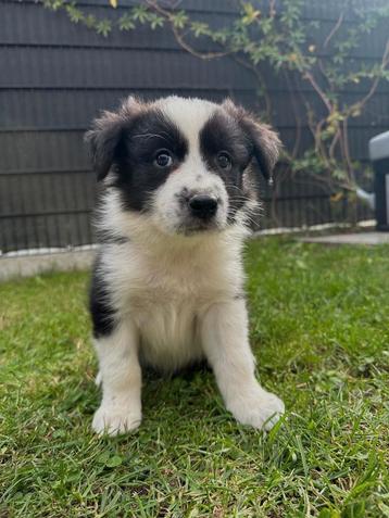 Australische herderpupjes zoeken een warme thuis beschikbaar voor biedingen