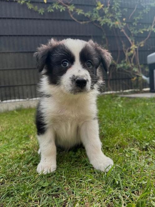 Australische herderpupjes zoeken een warme thuis, Dieren en Toebehoren, Honden | Herdershonden en Veedrijvers, Meerdere dieren