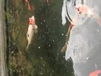 Japanse koi, Dieren en Toebehoren, Vissen | Vijvervissen