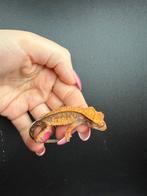 Partial pinstripe harlequin wimpergekko