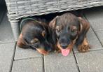 Super lieve ruwharige dwergteckel pups in huis grootgebracht, Dieren en Toebehoren, Honden | Teckels en Dashonden, België, Fokker | Hobbymatig