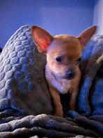 Chichuahua, Dieren en Toebehoren, Honden | Chihuahua's en Gezelschapshonden, Parvo, België, Particulier, Reu