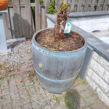 Houten tonnen met palmboom beschikbaar voor biedingen