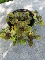 Ajuga Atropurpurea, Ophalen, Halfschaduw