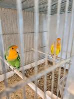 Agapornis 2023, Dieren en Toebehoren