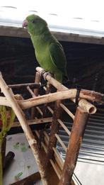 Tamme halsbandparkiet, Dieren en Toebehoren, Vogels | Parkieten en Papegaaien, Parkiet, Tam