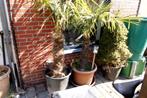 trachycarpus fortunei palmboom, Jardin & Terrasse, Plantes | Jardin, Autres espèces, Printemps, Plein soleil, Enlèvement