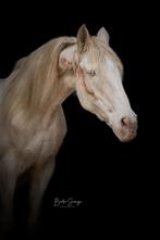 Licht recreatief paard / fokmerrie, Dieren en Toebehoren, Merrie, Zadelmak, Recreatiepaard, Gechipt