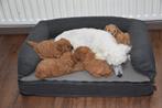 Poedelpups, Dieren en Toebehoren, Honden | Chihuahua's en Gezelschapshonden, Poedel, België, Fokker | Hobbymatig, Reu