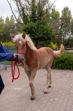 Haflinger merrie veulen, Dieren en Toebehoren, Paarden, Merrie, Niet van toepassing, 0 tot 2 jaar, Recreatiepaard