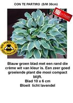 Hosta collectie opruiming, Overige soorten, Vaste plant, Ophalen of Verzenden, Halfschaduw