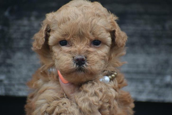 Poedel pups mooie keuze, Dieren en Toebehoren, Honden | Chihuahua's en Gezelschapshonden, Meerdere dieren, Poedel, Fokker | Professioneel