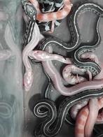 reptielenbeurs houten 7/12, Dieren en Toebehoren, Reptielen en Amfibieën, Slang, 0 tot 2 jaar