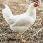 Witte leghorn hennen, Dieren en Toebehoren, Pluimvee