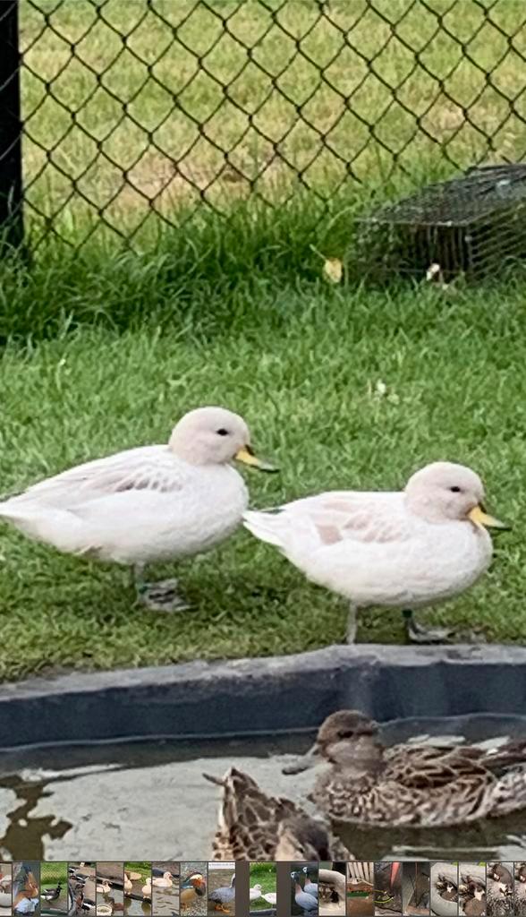 Verschillende soorten siereenden, Dieren en Toebehoren, Pluimvee, Eend, Meerdere dieren