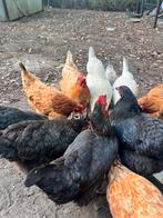 Harco legkip x5, Dieren en Toebehoren, Pluimvee, Vrouwelijk, Kip