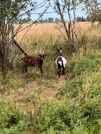 2 gecastreerde geitenbokken, Dieren en Toebehoren, Mannelijk, Geit, 0 tot 2 jaar