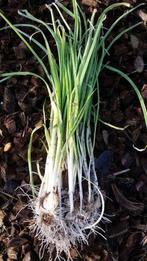 Oerprei plantjes/ bolletjes, Jardin & Terrasse, Plantes | Jardin, Plein soleil, Été, Enlèvement, Plantes potagères