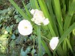 Roos 'The fairy Album', Volle zon, Vaste plant, Zomer, Ophalen