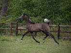 Arabisch volbloed hengstje, Dieren en Toebehoren, Paarden, Hengst, Gechipt, 0 tot 2 jaar