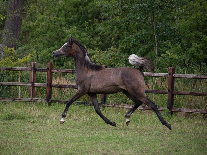 Arabisch volbloed hengstje, Dieren en Toebehoren, Paarden, Hengst, 0 tot 2 jaar, Met stamboom, Gechipt, Ontwormd, Ingeënt