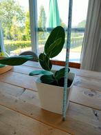 Ficus rubberplant, 40 cm hoog. zeer sterke plant!, Ophalen, Ficus