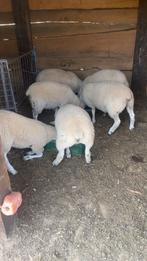 5 jonge swifter ooien, Dieren en Toebehoren, Vrouwelijk, Schaap, 0 tot 2 jaar