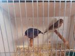 Jaspis rood mozaïek en grijsvleugel mozaïek, Dieren en Toebehoren