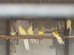Lutino strogeel 25, Dieren en Toebehoren, Vogels | Parkieten en Papegaaien, Vrouwelijk, Parkiet, Geringd