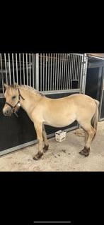 Fjord, Dieren en Toebehoren, Minder dan 160 cm, Gechipt, Ruin, 0 tot 2 jaar