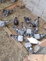 Duiven  te koop +50stuk, Animaux & Accessoires, Oiseaux | Pigeons