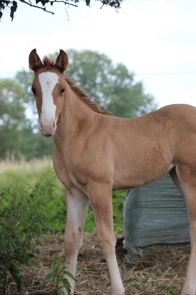 Aqha merrie veulen, Dieren en Toebehoren, Paarden, Merrie, Niet van toepassing, Minder dan 160 cm, 0 tot 2 jaar, Westernpaard