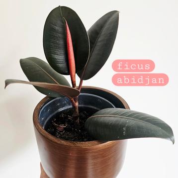 ficus abidjan beschikbaar voor biedingen
