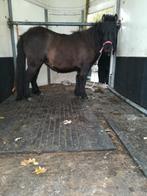 Mooi merrie, Dieren en Toebehoren, Merrie, Gechipt, 0 tot 2 jaar, A pony (tot 1.17m)