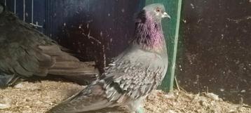 Jonge duiven in diverse kleuren.