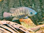 Vieja Cincelichthys pearsei, Dieren en Toebehoren, Vissen | Aquariumvissen