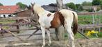 Knappe jaarling ( spring gericht), Dieren en Toebehoren, Paarden, Hengst, Springpaard, Met stamboom, 0 tot 2 jaar