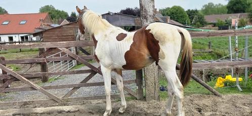 Knappe jaarling ( spring gericht), Dieren en Toebehoren, Paarden, Hengst, 0 tot 2 jaar, Springpaard, Met stamboom