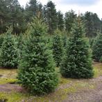 kerstbomen grthandel te Riemst(tegen Maastricht), Tuin en Terras, Planten | Tuinplanten, Ophalen, Overige soorten